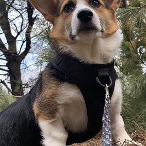 Wild One black harness